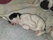 DOODLE PUPPIES looking for homes.