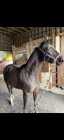 18 year old Standardbred mare
