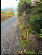 2.5 acres Oceanview land located in Holyrood, NL - Photo 4 of 5