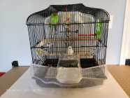 2, 7 month old Budgie birds, male and female