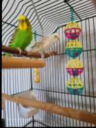 2, 7 month old Budgie birds, male and female - Photo 1 of 2