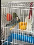 2 Beautiful Budgie Birds