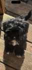 2 beautiful puppies left - Photo 2 of 4