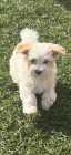 2 beautiful puppies left - Photo 3 of 4