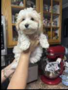 2 beautiful puppies left - Photo 1 of 4