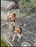 2 year old Male and Female Fully Trained dogs  - Photo 1 of 3