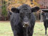 3 Angus Calves for sale