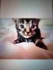 3 beautiful kittens