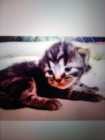 3 beautiful kittens - Photo 1 of 2