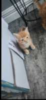 3 orange tabby kittens and one regular tabby - Photo 1 of 8