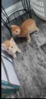 3 orange tabby kittens and one regular tabby - Photo 2 of 8