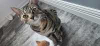 3 orange tabby kittens and one regular tabby - Photo 3 of 8