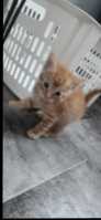 3 orange tabby kittens and one regular tabby - Photo 4 of 8