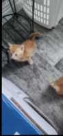 3 orange tabby kittens and one regular tabby - Photo 5 of 8
