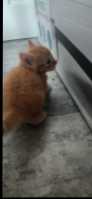 3 orange tabby kittens and one regular tabby - Photo 6 of 8