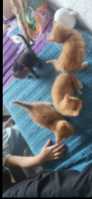 3 orange tabby kittens and one regular tabby - Photo 7 of 8