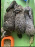 4 month old lop/flemish crosses