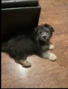 4 month old Shih tzu terrier mix 