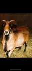 4 year old black belly ram