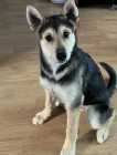 5 Month old Husky mix 
