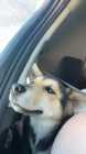 5 Month old Husky mix  - Photo 1 of 2