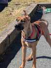 5 month old puppy