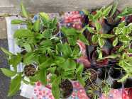 $5 PLANTS FOR SALE