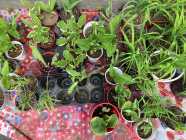 $5 PLANTS FOR SALE - Photo 1 of 5
