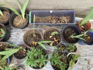 $5 PLANTS FOR SALE - Photo 3 of 5