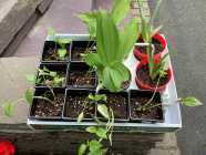 $5 PLANTS FOR SALE - Photo 4 of 5