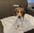 6 month female Beagle Pup