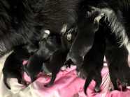 6 Puppies available, vet checked,ready to go may 7 - Photo 3 of 4