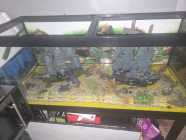 75 gallon fish tank with accessories 