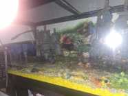 75 gallon fish tank with accessories  - Photo 1 of 2