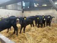 8 Angus Calves