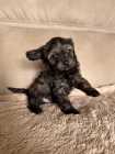 8 week old Cavapoo Puppy