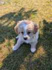 Adorable Maltese Shih-Tzu Puppy