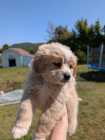 Adorable Maltese Shih-Tzu Puppy - Photo 1 of 6