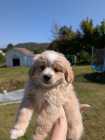 Adorable Maltese Shih-Tzu Puppy - Photo 2 of 6