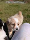 Adorable Maltese Shih-Tzu Puppy - Photo 3 of 6