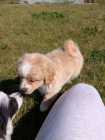 Adorable Maltese Shih-Tzu Puppy - Photo 4 of 6