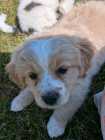 Adorable Maltese Shih-Tzu Puppy - Photo 5 of 6