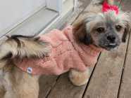 Adorable Shih Tzu Pup  - Photo 2 of 6