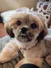 Adorable Shih Tzu Pup  - Photo 3 of 6