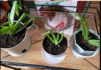 ALOE Vera Plants