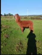 Alpaca for sale 