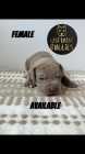 XL American bully puppies (papered)
