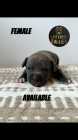 XL American bully puppies (papered) - Photo 1 of 6