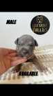 XL American bully puppies (papered) - Photo 2 of 6
