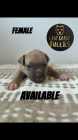 XL American bully puppies (papered) - Photo 4 of 6